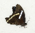  ( - CTBB-3270)  @11 [ ] Copyright © (2018) Th. Bouyer Research Collection of Thierry Bouyer