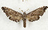  ( - CTBB-3346)  @11 [ ] Copyright © (2021) Th. Bouyer Research Collection of Thierry Bouyer