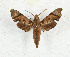  ( - CTBB-3365)  @11 [ ] Copyright © (2021) Th. Bouyer Research Collection of Thierry Bouyer