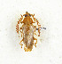  (Chasmogaster - CTBB-3394)  @11 [ ] Copyright © (2021) Th. Bouyer Research Collection of Thierry Bouyer