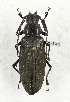  ( - CTBB-3403)  @11 [ ] Copyright © (2021) Th. Bouyer Research Collection of Thierry Bouyer