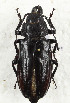  ( - CTBB-3406)  @11 [ ] Copyright © (2021) Th. Bouyer Research Collection of Thierry Bouyer