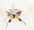  (Semioptila sp. TBO1 - CTBB-3475)  @11 [ ] Copyright © (2021) Th. Bouyer Research Collection of Thierry Bouyer