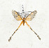  (Semioptila sp. TBO5 - CTBB-3479)  @11 [ ] Copyright © (2021) Th. Bouyer Research Collection of Thierry Bouyer