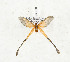  (Semioptila sp. TBO7 - CTBB-3481)  @11 [ ] Copyright © (2021) Th. Bouyer Research Collection of Thierry Bouyer