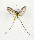  (Semioptila sp. TBO8 - CTBB-3482)  @11 [ ] Copyright © (2021) Th. Bouyer Research Collection of Thierry Bouyer