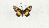  (Alaena picata - CTBB-3525)  @11 [ ] Copyright © (2021) Th. Bouyer Research Collection of Thierry Bouyer