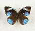  (Hewitsonia boisduvalii - CTBB-3530)  @13 [ ] Copyright © (2021) Th. Bouyer Research Collection of Thierry Bouyer