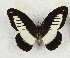  ( - CTBB-3539)  @11 [ ] Copyright © (2021) Th. Bouyer Research Collection of Thierry Bouyer