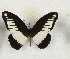  ( - CTBB-3540)  @11 [ ] Copyright © (2021) Th. Bouyer Research Collection of Thierry Bouyer