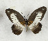  ( - CTBB-3541)  @11 [ ] Copyright © (2021) Th. Bouyer Research Collection of Thierry Bouyer