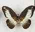  ( - CTBB-3542)  @11 [ ] Copyright © (2021) Th. Bouyer Research Collection of Thierry Bouyer
