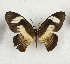  ( - CTBB-3545)  @11 [ ] Copyright © (2021) Th. Bouyer Research Collection of Thierry Bouyer
