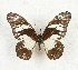  ( - CTBB-3549)  @11 [ ] Copyright © (2021) Th. Bouyer Research Collection of Thierry Bouyer