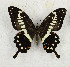  ( - CTBB-3552)  @11 [ ] Copyright © (2021) Th. Bouyer Research Collection of Thierry Bouyer