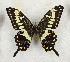  ( - CTBB-3553)  @11 [ ] Copyright © (2021) Th. Bouyer Research Collection of Thierry Bouyer