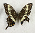 ( - CTBB-3554)  @11 [ ] Copyright © (2021) Th. Bouyer Research Collection of Thierry Bouyer