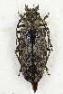  ( - CTBB-3558)  @11 [ ] Copyright © (2021) Th. Bouyer Research Collection of Thierry Bouyer