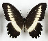  ( - CTBB-3584)  @11 [ ] Copyright © (2023) Th. Bouyer Research Collection of Thierry Bouyer
