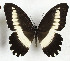  ( - CTBB-3585)  @11 [ ] Copyright © (2023) Th. Bouyer Research Collection of Thierry Bouyer