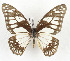  ( - CTBB-3611)  @11 [ ] Copyright © (2023) Th. Bouyer Research Collection of Thierry Bouyer