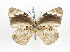 (Hewitsonia kuehnei - CTBB-3613)  @11 [ ] Copyright © (2023) Th. Bouyer Research Collection of Thierry Bouyer