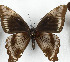  ( - CTBB-3620)  @11 [ ] Copyright © (2023) Th. Bouyer Research Collection of Thierry Bouyer