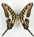  ( - CTBB-3638)  @11 [ ] Copyright © (2023) Th. Bouyer Research Collection of Thierry Bouyer