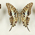  ( - CTBB-3687)  @11 [ ] Copyright © (2023) Th. Bouyer Research Collection of Thierry Bouyer