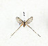  (Semioptila sp. TBO9 - CTBB-3731)  @11 [ ] Copyright © (2023) Th. Bouyer Research Collection of Thierry Bouyer