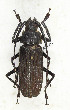  ( - CTBB-3862)  @11 [ ] Copyright © (2023) Thierry Bouyer Research Collection of Thierry Bouyer