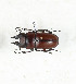  ( - CTBB-3906)  @11 [ ] Copyright © (2023) Thierry Bouyer Research Collection of Thierry Bouyer