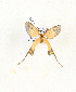  (Semioptila sp. TBO11 - CTBB-3933)  @11 [ ] Copyright © (2023) Thierry Bouyer Research Collection of Thierry Bouyer