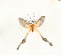  (Semioptila sp. TBO12 - CTBB-3934)  @11 [ ] Copyright © (2023) Thierry Bouyer Research Collection of Thierry Bouyer