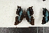  ( - CTBB-4153)  @11 [ ] Copyright © (2023) Thierry Bouyer Research Collection of Thierry Bouyer
