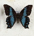  ( - CTBB-4158)  @11 [ ] Copyright © (2023) Thierry Bouyer Research Collection of Thierry Bouyer