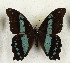  ( - CTBB-4161)  @11 [ ] Copyright © (2023) Thierry Bouyer Research Collection of Thierry Bouyer