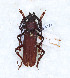  ( - CTBB-4174)  @11 [ ] Copyright © (2023) Thierry Bouyer Research Collection of Thierry Bouyer