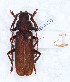  ( - CTBB-4176)  @11 [ ] Copyright © (2023) Thierry Bouyer Research Collection of Thierry Bouyer