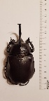 ( - CTBB-4216)  @11 [ ] Copyright © (2023) Thierry Bouyer Research Collection of Thierry Bouyer