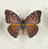 (Euryphura concordia - CTBB-4310)  @11 [ ] Copyright © (2023) Thierry Bouyer Research Collection of Thierry Bouyer