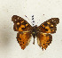  ( - CTBB-4429)  @11 [ ] Copyright © (2025) Thierry Bouyer Research Collection of Thierry Bouyer