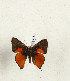  (Axiocerces - CTBB-4432)  @11 [ ] Copyright © (2025) Thierry Bouyer Research Collection of Thierry Bouyer