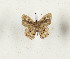  ( - CTBB-4440)  @11 [ ] Copyright © (2025) Thierry Bouyer Research Collection of Thierry Bouyer
