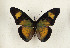  (Euphaedra cyparissa - CTBB-4457)  @11 [ ] Copyright © (2025) Thierry Bouyer Research Collection of Thierry Bouyer