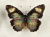  (Euphaedra clio - CTBB-4463)  @11 [ ] Copyright © (2025) Thierry Bouyer Research Collection of Thierry Bouyer