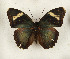 ( - CTBB-4465)  @11 [ ] Copyright © (2025) Thierry Bouyer Research Collection of Thierry Bouyer