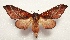  ( - CTBB-4493)  @11 [ ] Copyright © (2025) Thierry Bouyer research collection of A. Cipolla