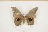  ( - CTBB-0690)  @13 [ ] Copyright (2013) Thierry Bouyer Research Collection of Thierry Bouyer (in IRSNB)
