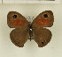  ( - CTBB-1243)  @14 [ ] Copyright (2014) Thierry Bouyer Research Collection of Thierry Bouyer